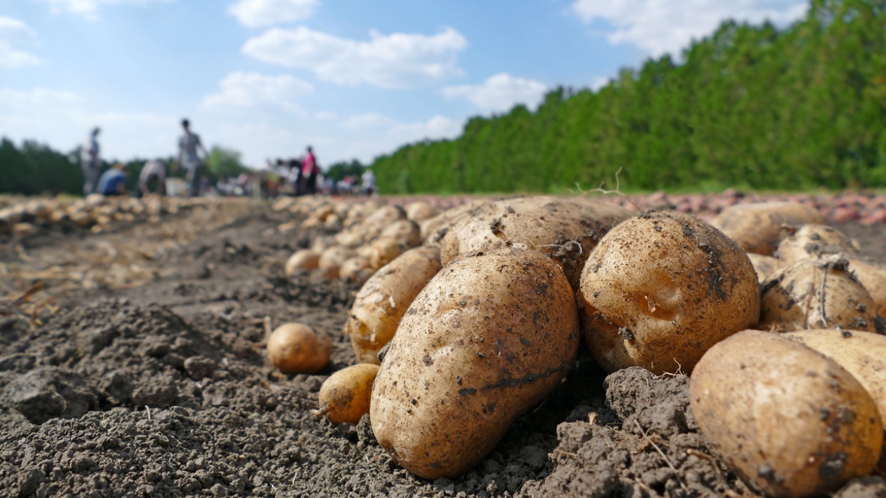 farmers beat pepsico